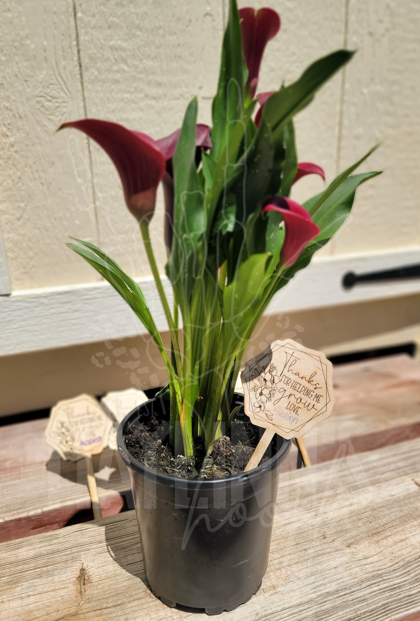 Thanks for Helping Me Grow Plant Stake